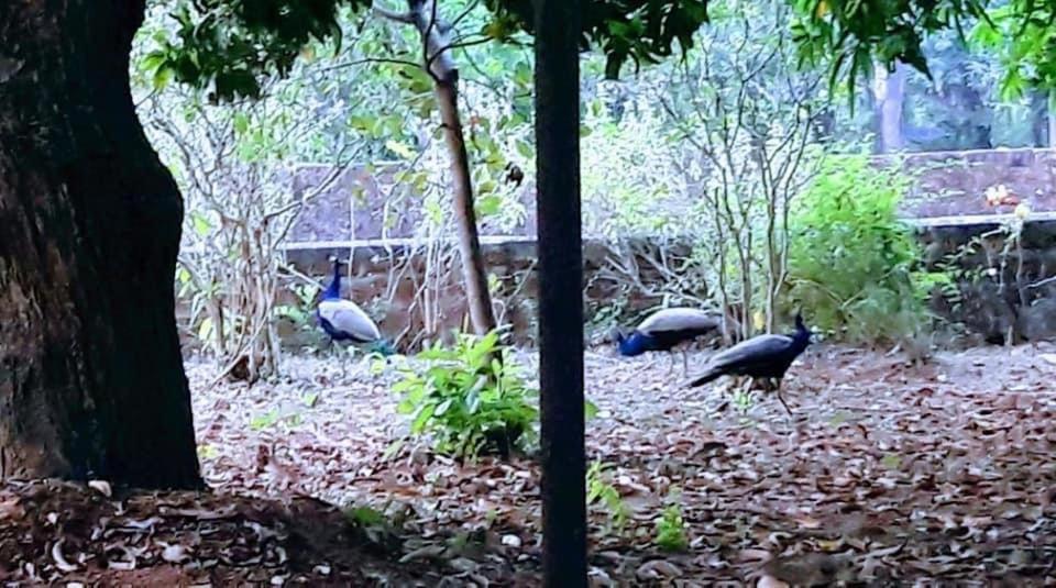 Homestay New Organic